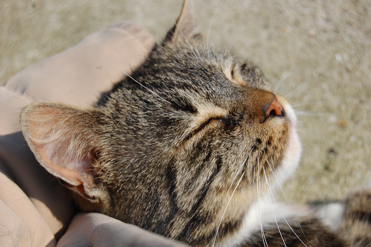 cat-g1b1470841_1280