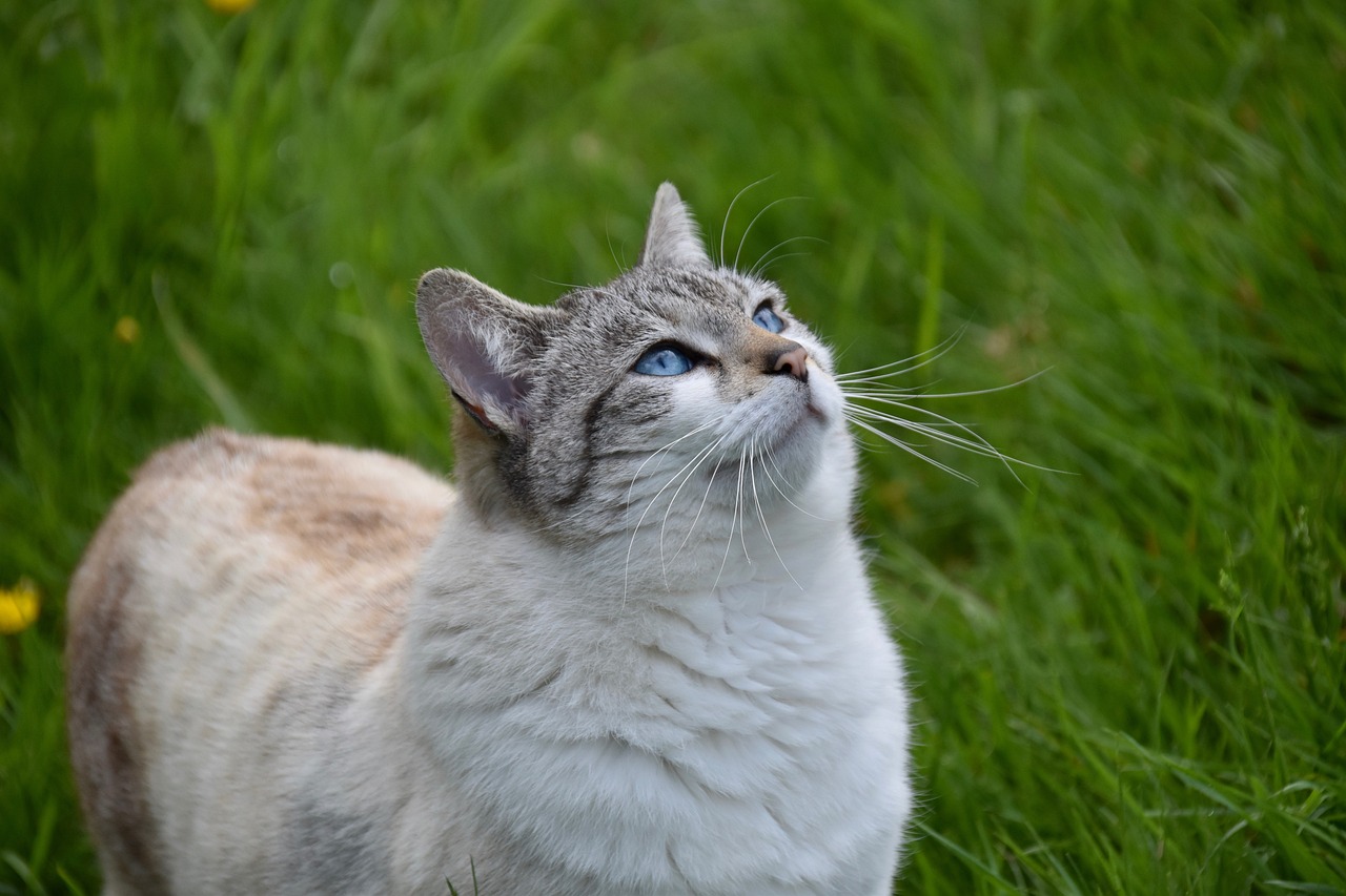 cat-g1cde42277_1280