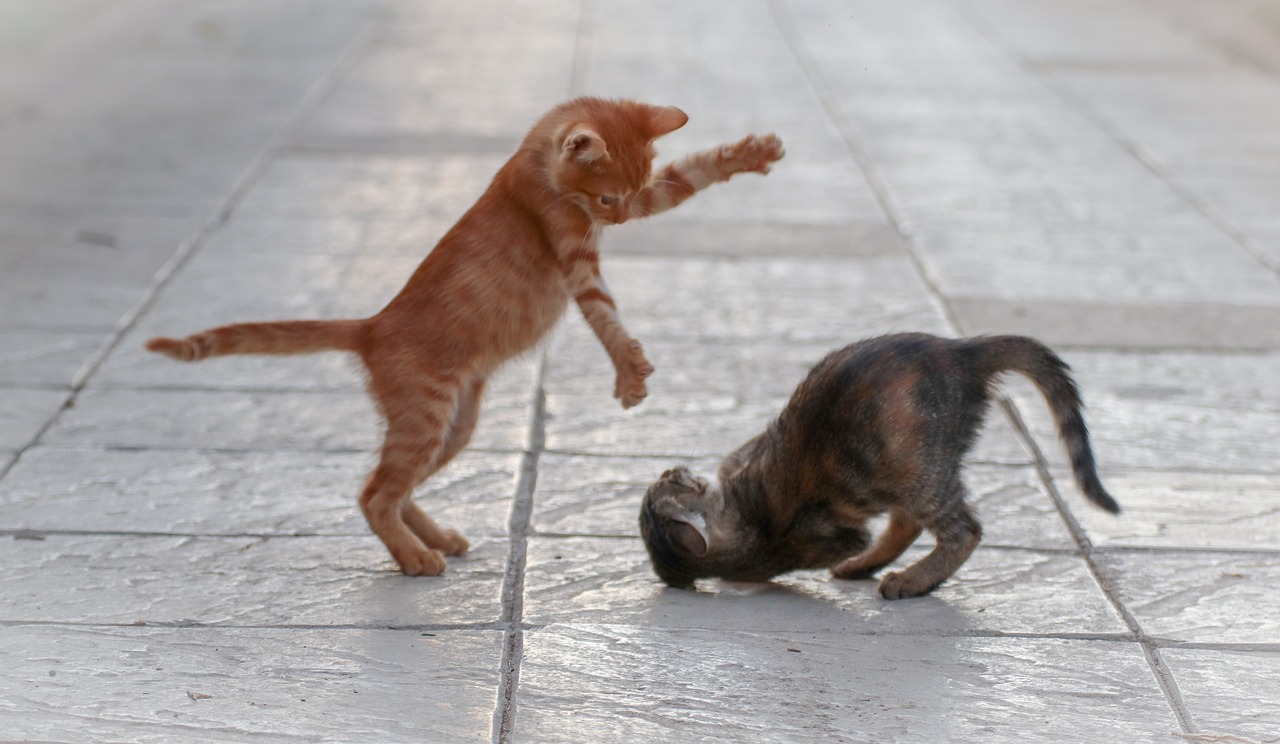 cat-g27ebc1091_1280
