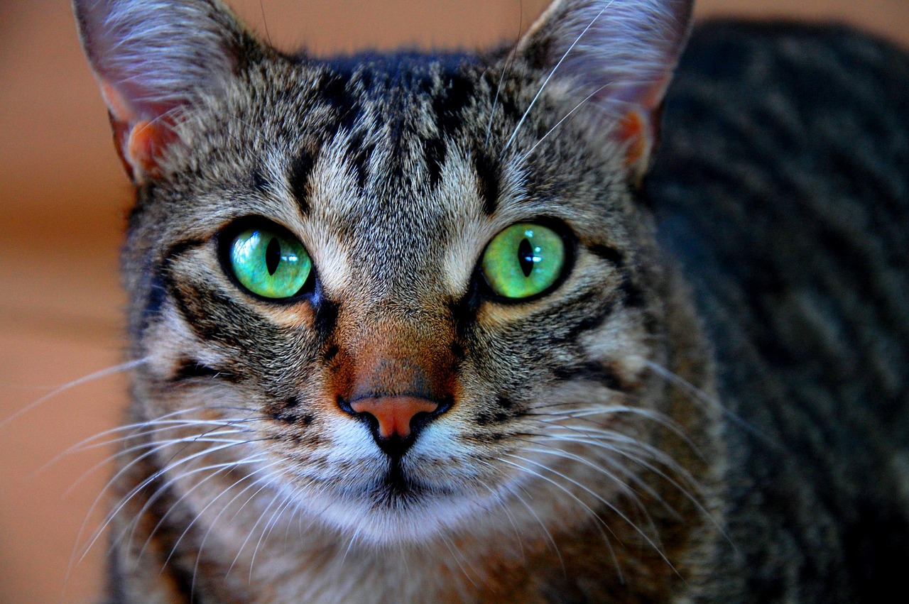 cat-g2e346ed15_1280