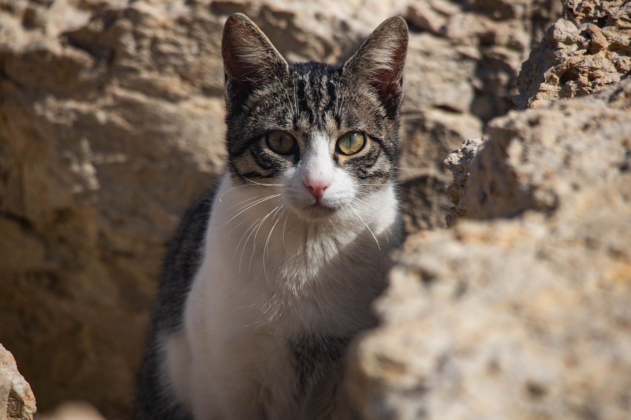 cat-g34b3bf312_1280