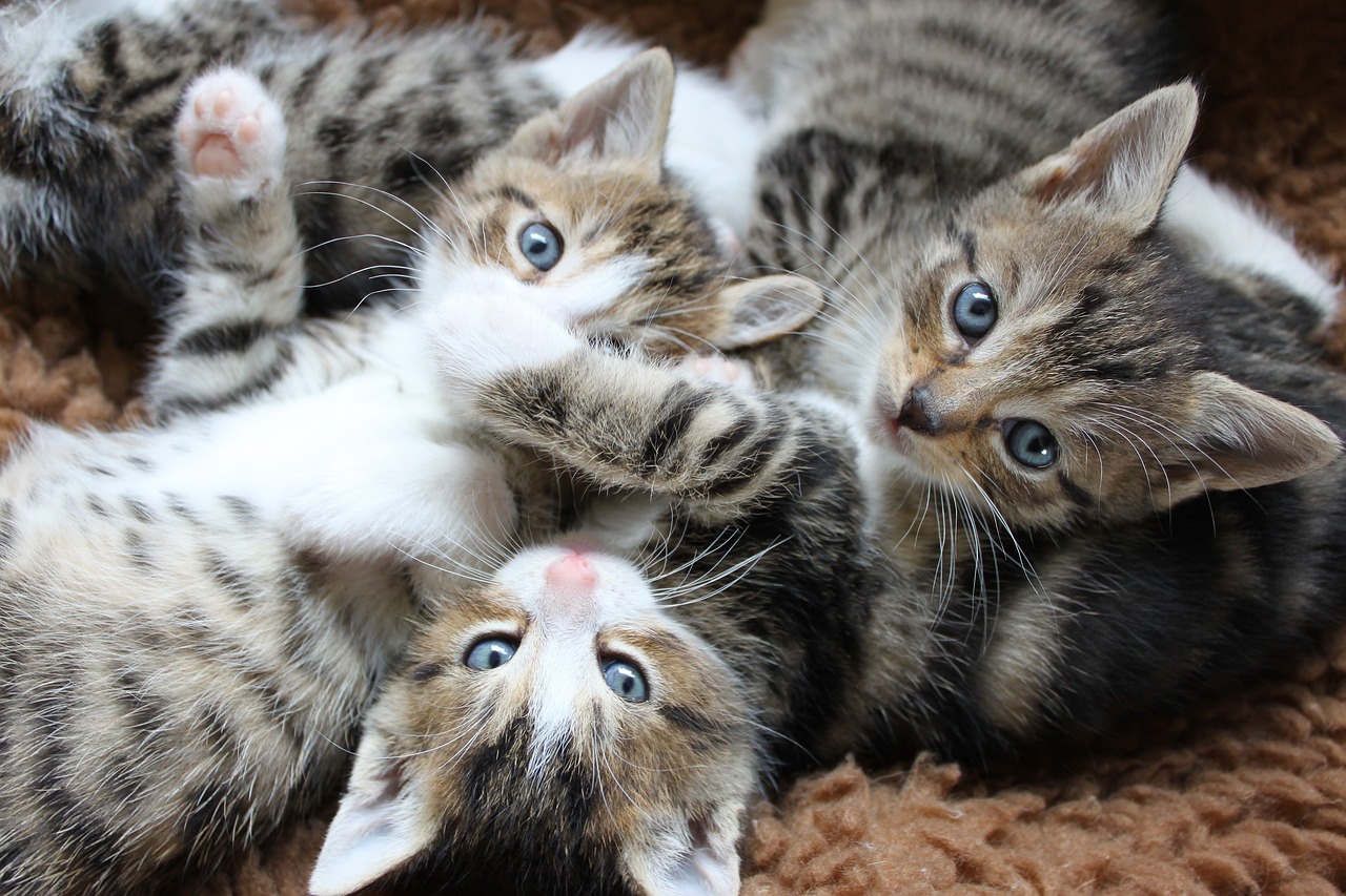 cat-g39130f15c_1280