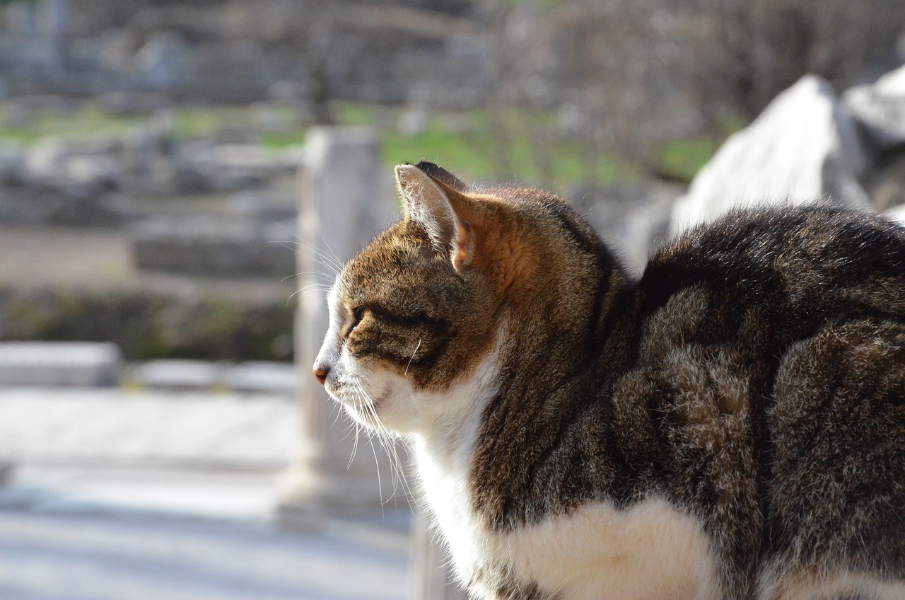 cat-g4450132d2_1280