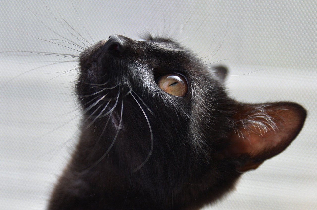 cat-g548d22129_1280
