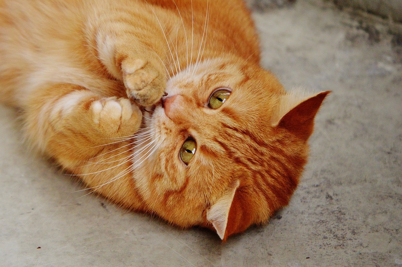 cat-g61bb7cb08_1280