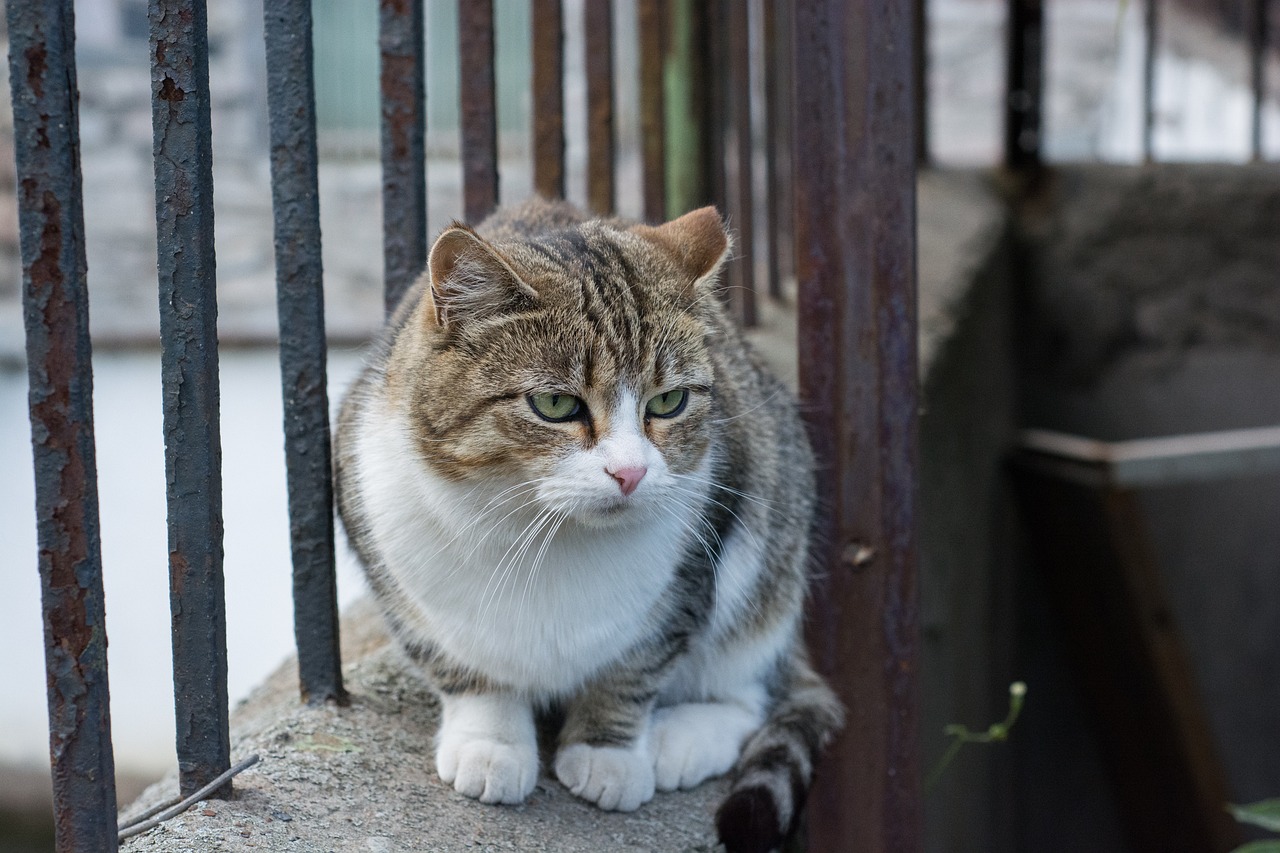 cat-g6ec7a737f_1280
