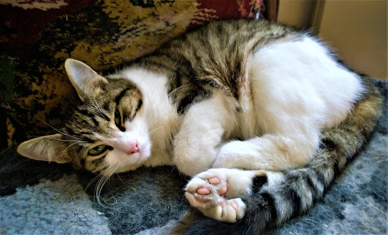 cat-g789500f58_1280