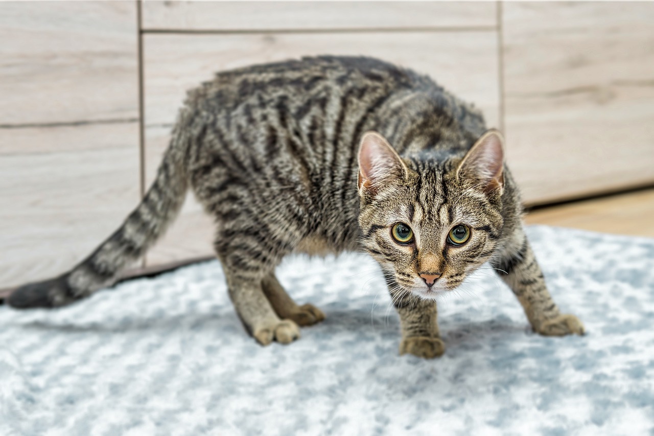 cat-g7e6e5b29a_1280