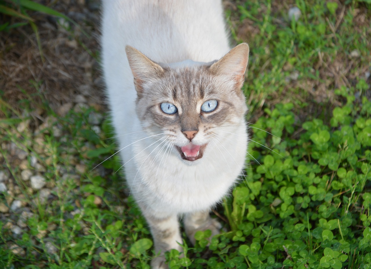 cat-g804d4f57b_1280