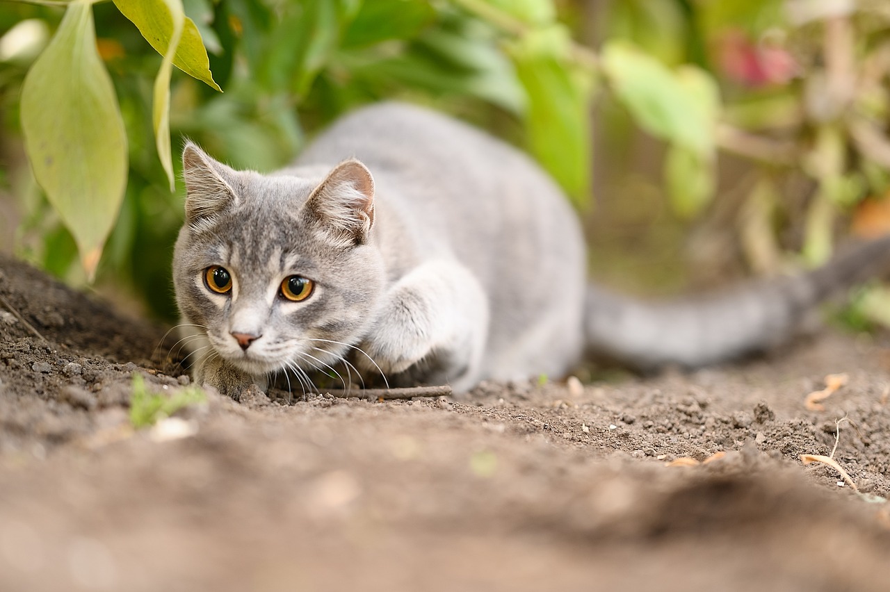 cat-g89922cf96_1280