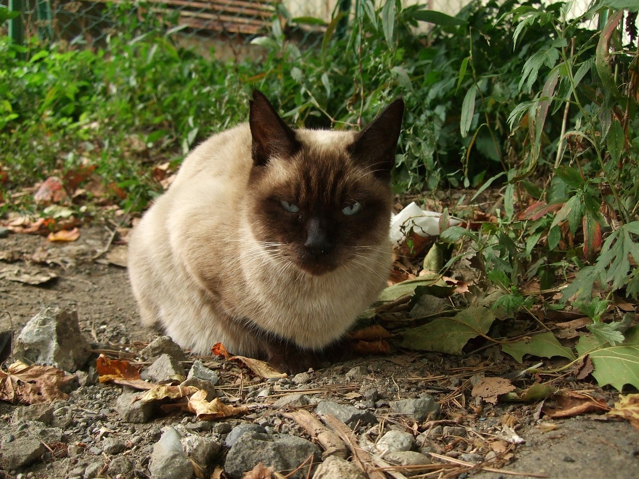 cat-g992e49035_1280