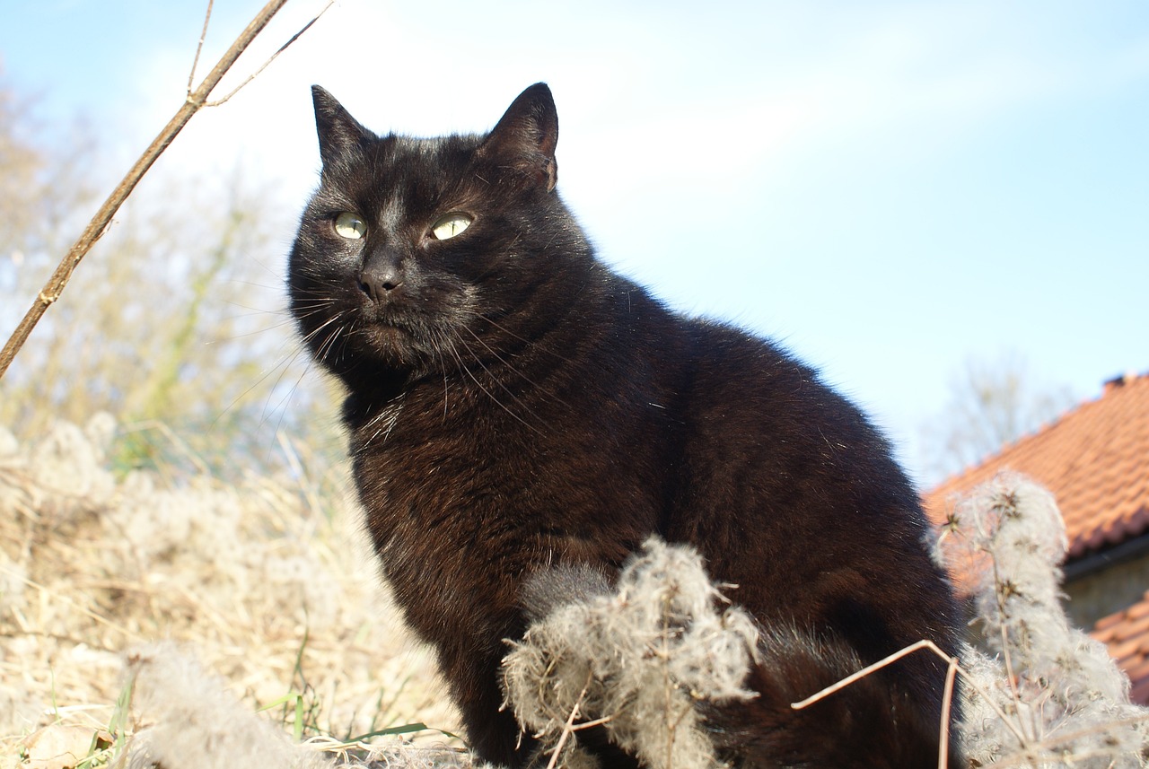 cat-gb3c91c4a5_1280