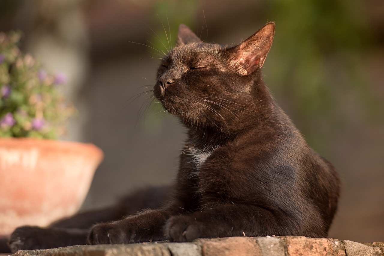 cat-gb62f052f5_1280
