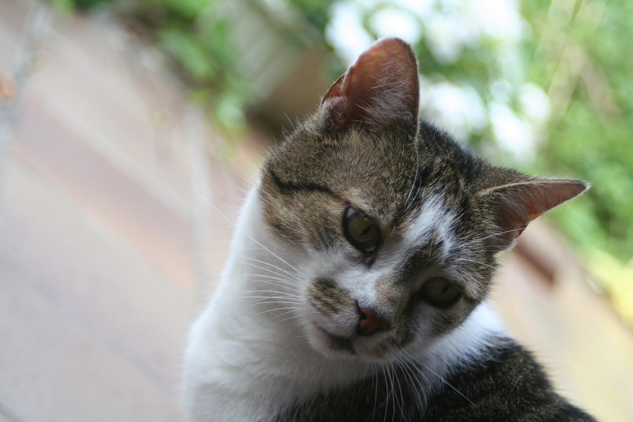 cat-gc5c5b5b65_1280