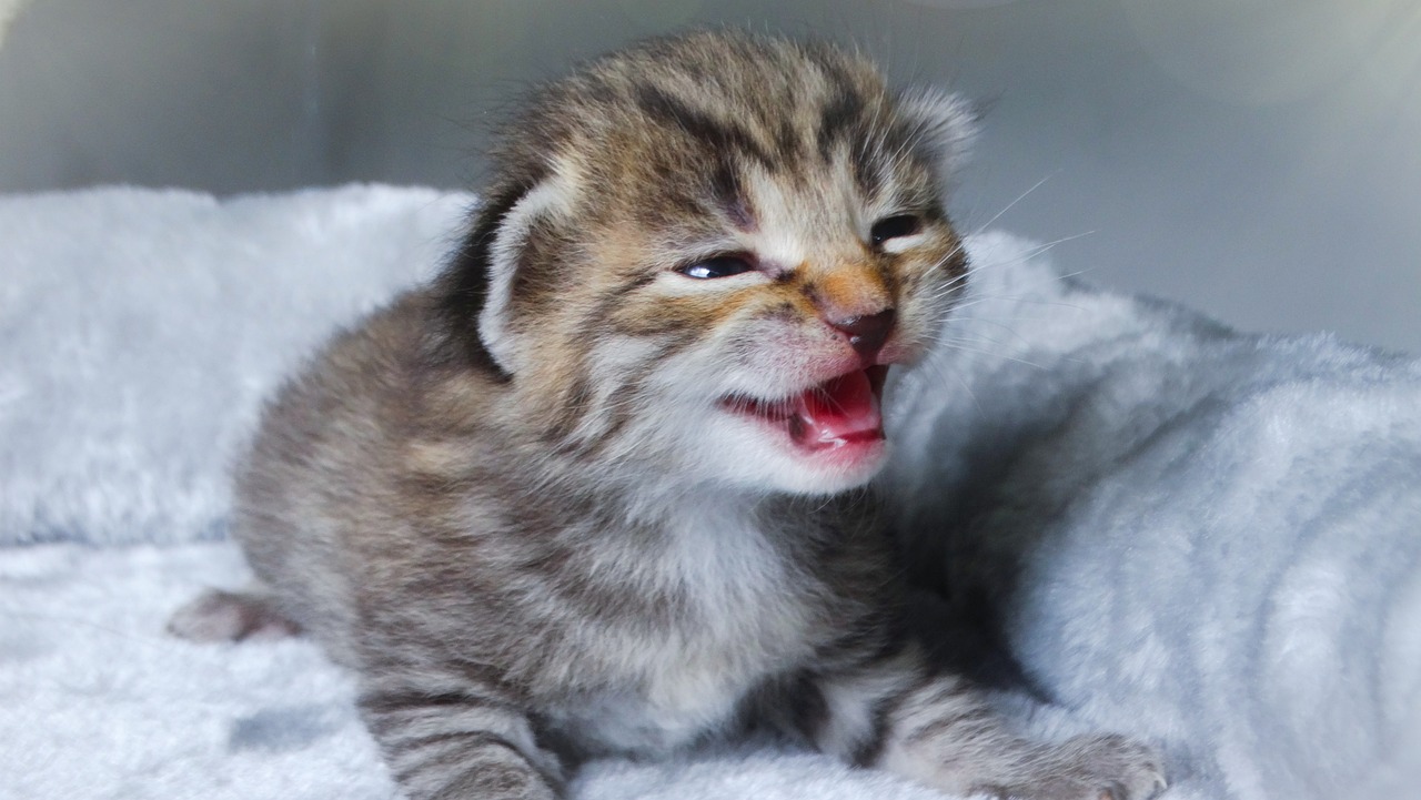 cat-gd55e946c2_1280