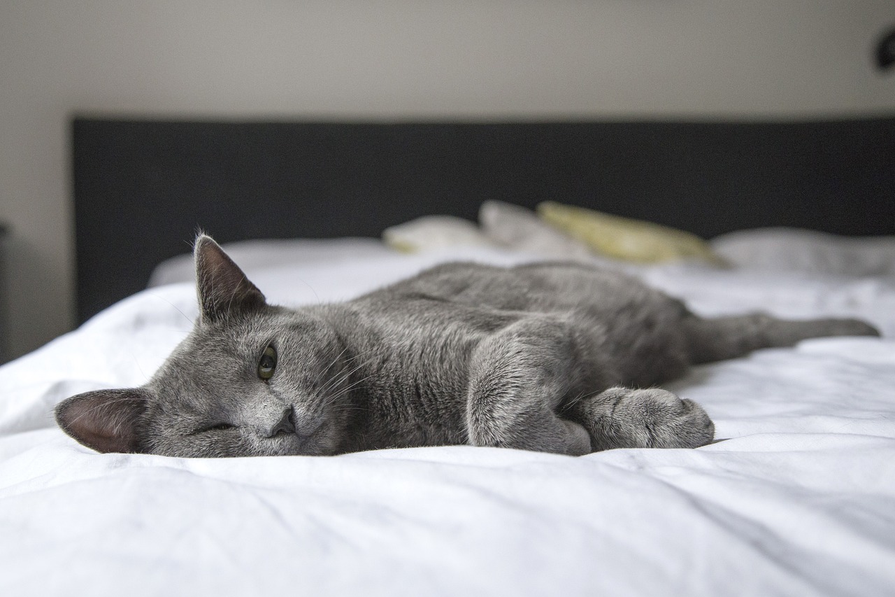 cat-gd5b151cb2_1280