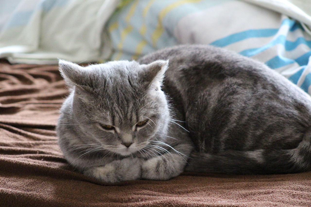 cat-gd67e80fff_1280