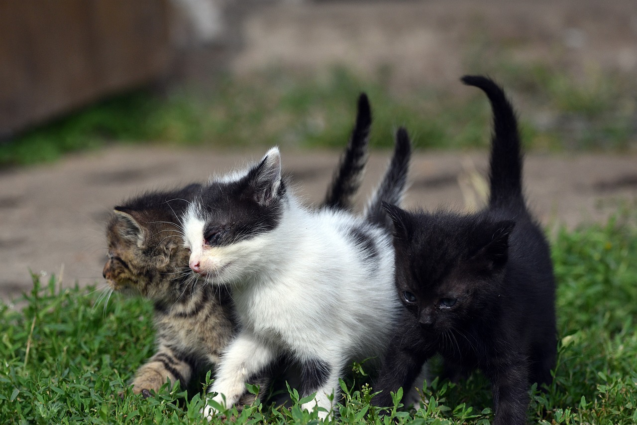 cat-gdb9b85973_1280