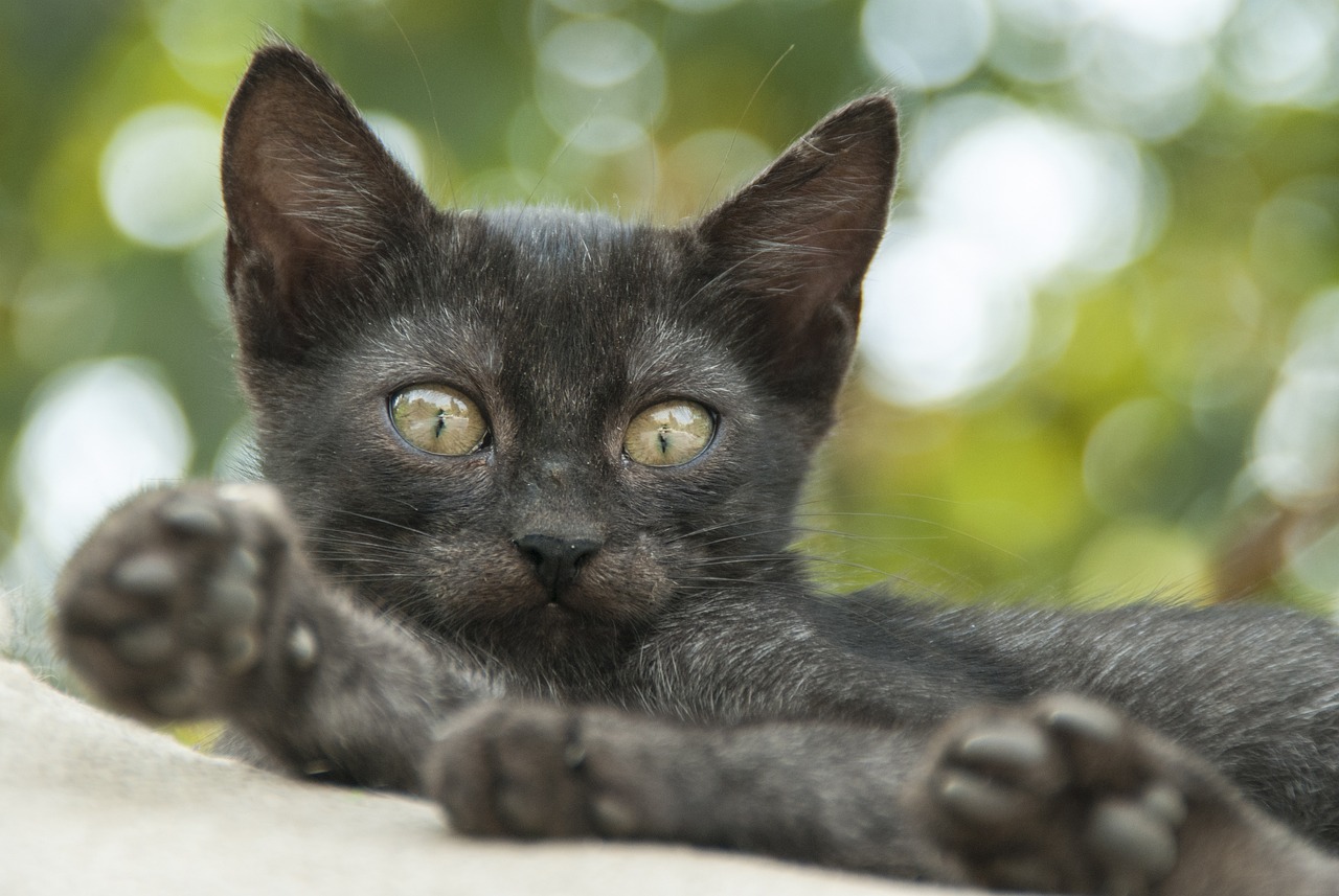 cat-geff75330e_1280
