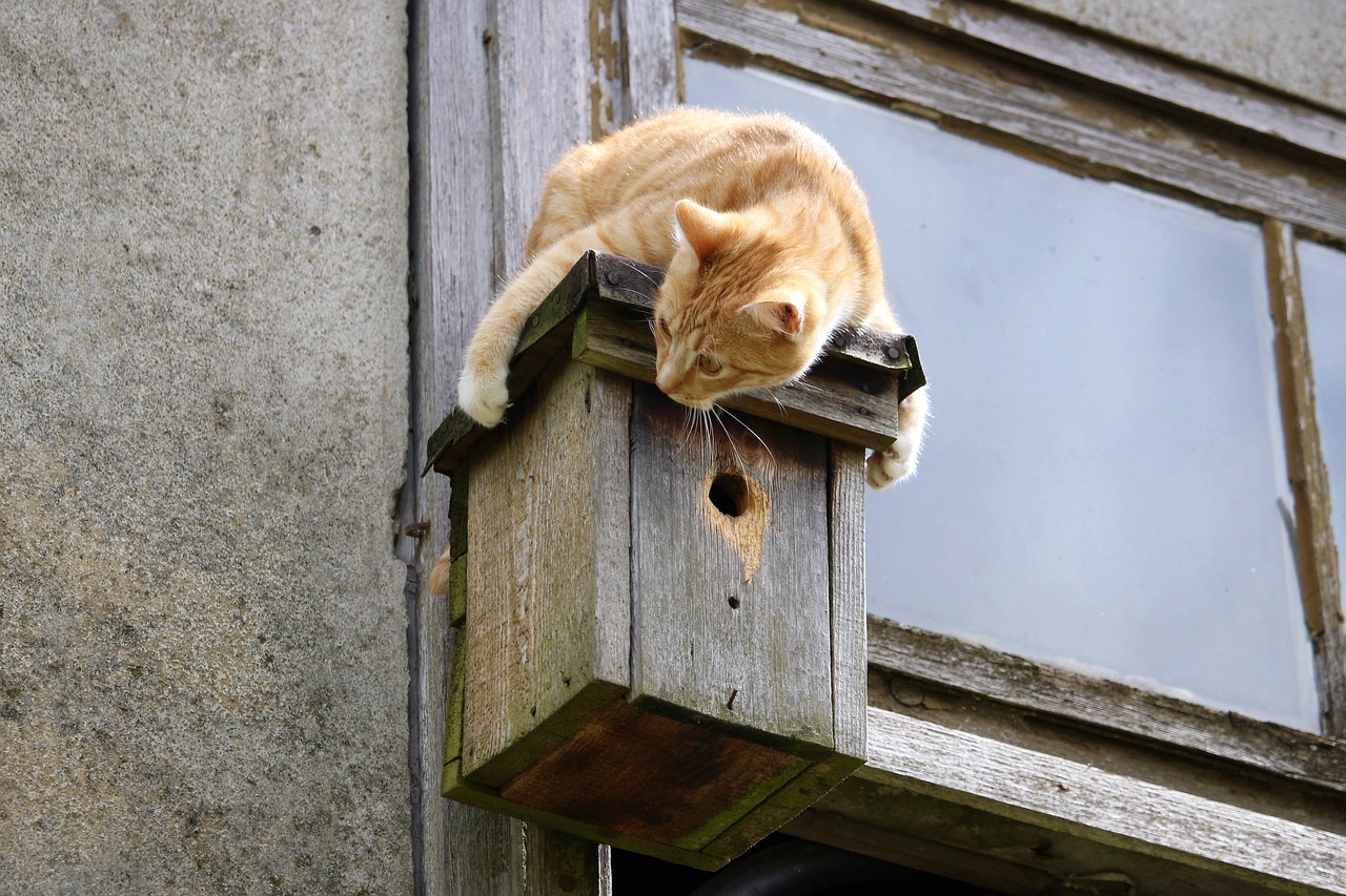cat-gfa346678a_1280