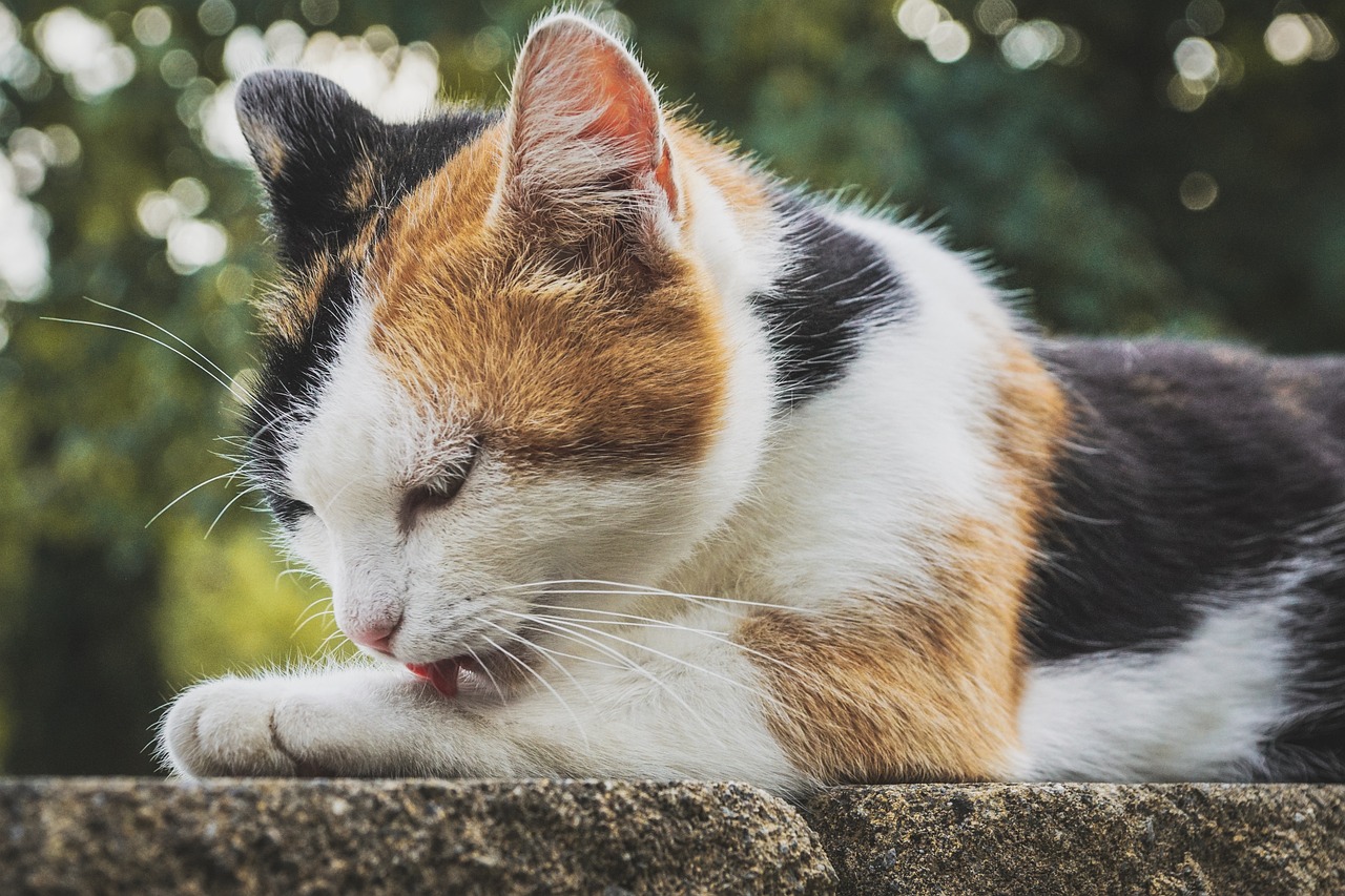 cat-gfeb373f40_1280