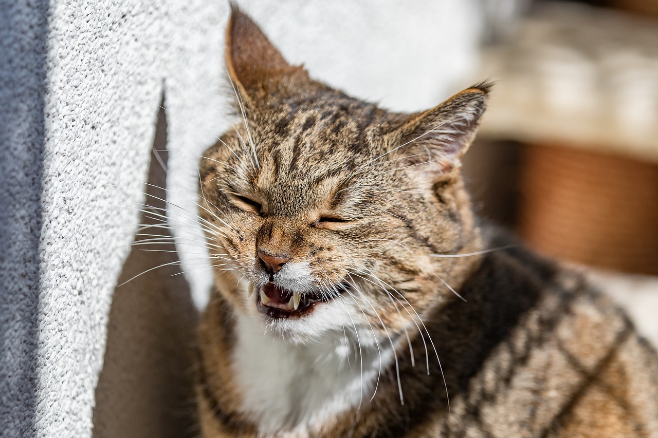 cats-g346ed88bf_1280
