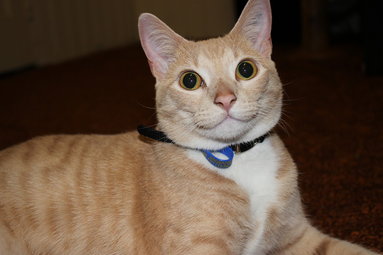 cats-ge288290fb_1280