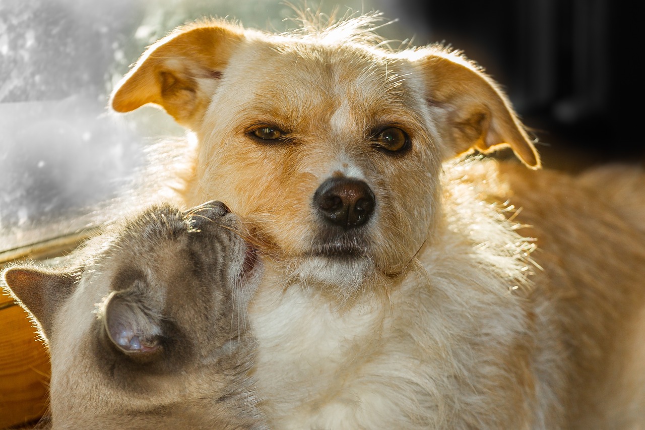 dog-g3d1aa6e3f_1280