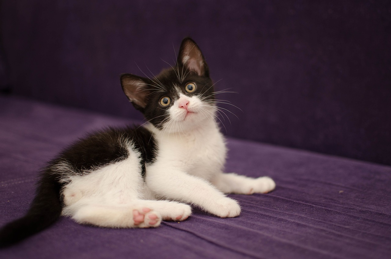 domestic-cat-g36222e5a7_1280