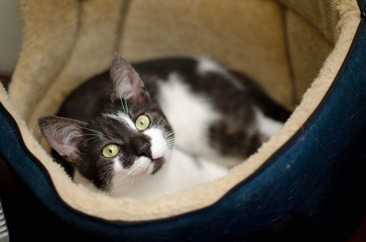 domestic-cat-g5f84f0d0a_1280