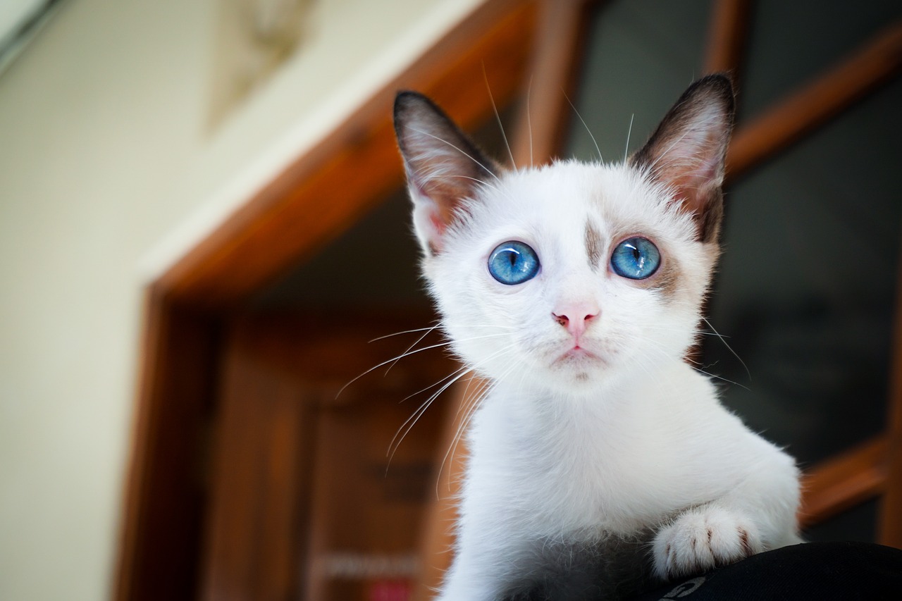 kitten-1866475_1280