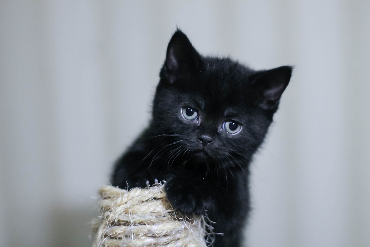 kitten-g035bc6eae_1280