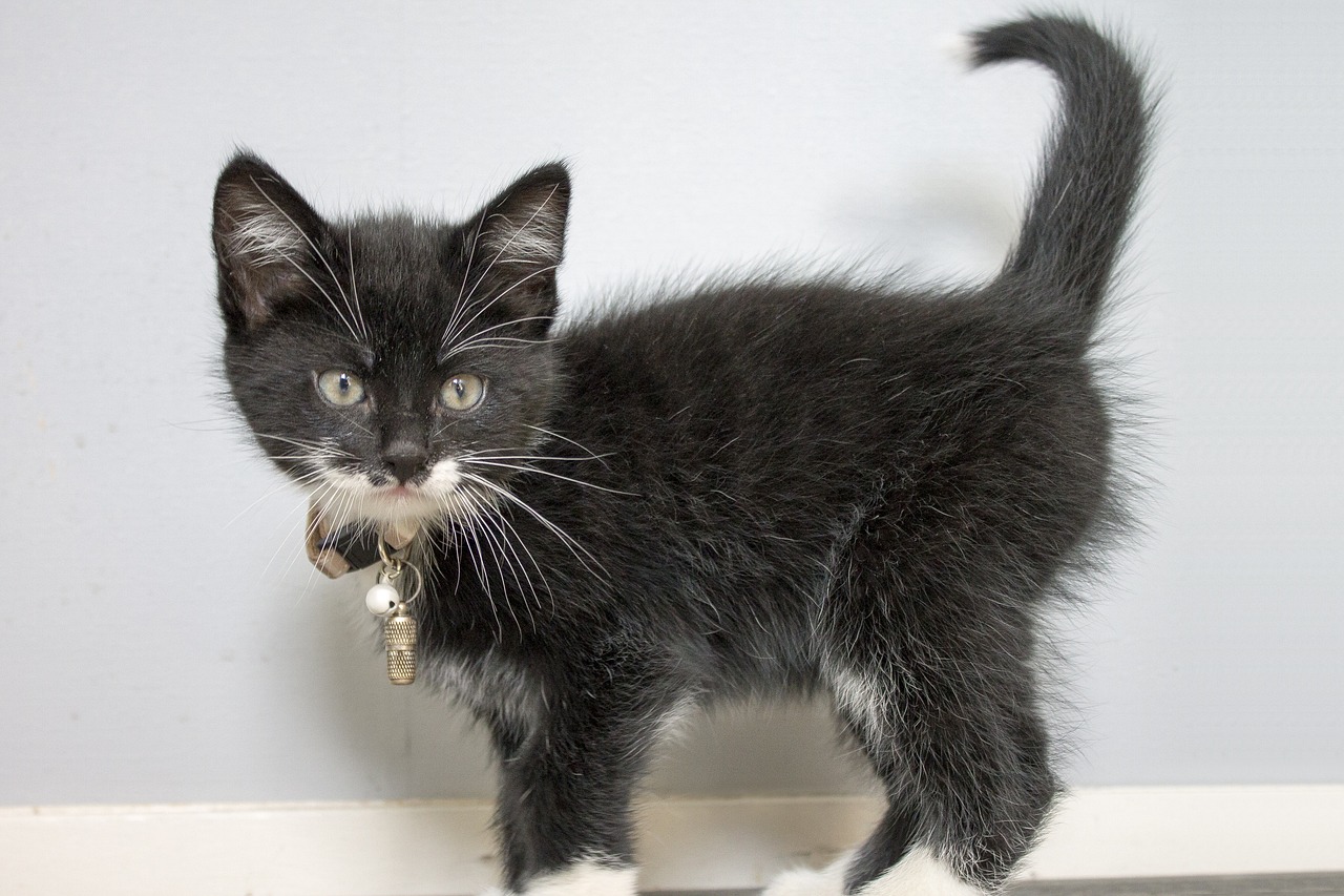 kitten-g1094a9c73_1280