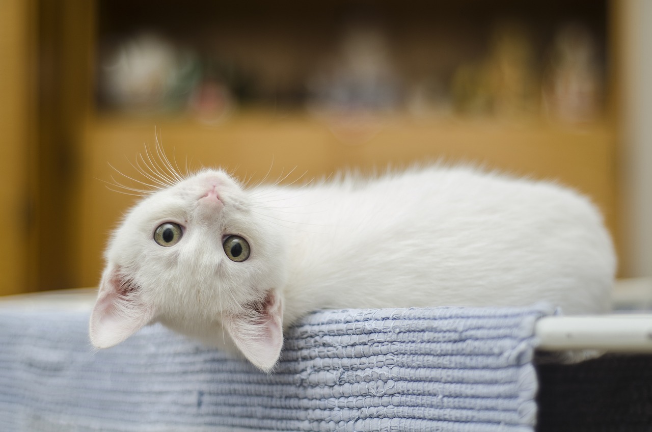 kitten-g5dd3cb494_1280