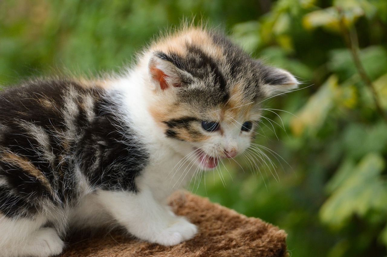 kitten-gc5193cff5_1280