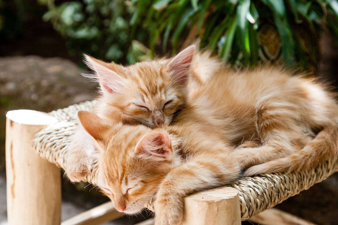 kittens-gb312d1956_1280
