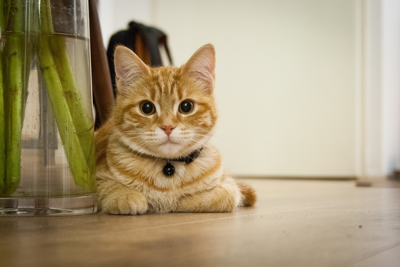 young-cat-718785_1280