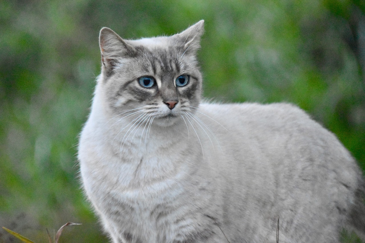 animal-5630477_1280