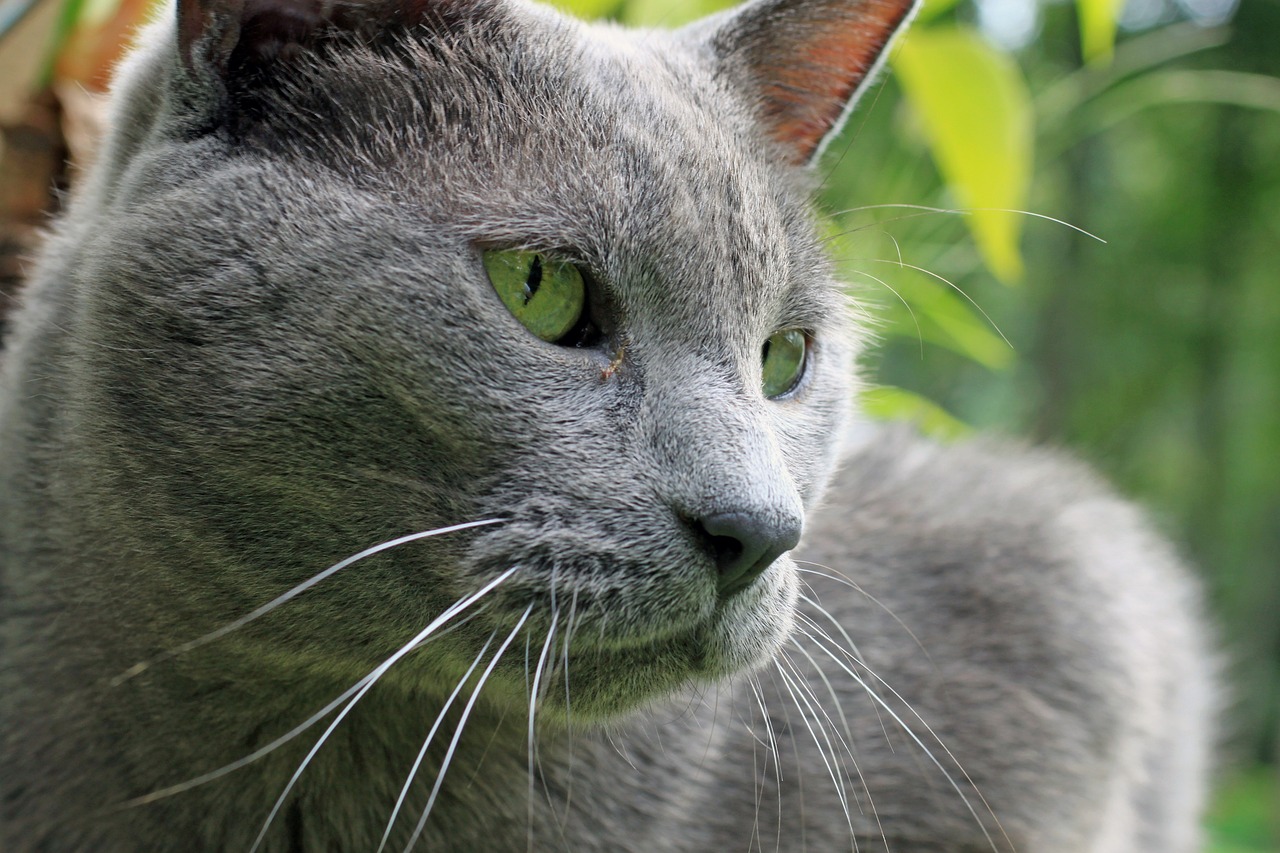 cat-1645408_1280