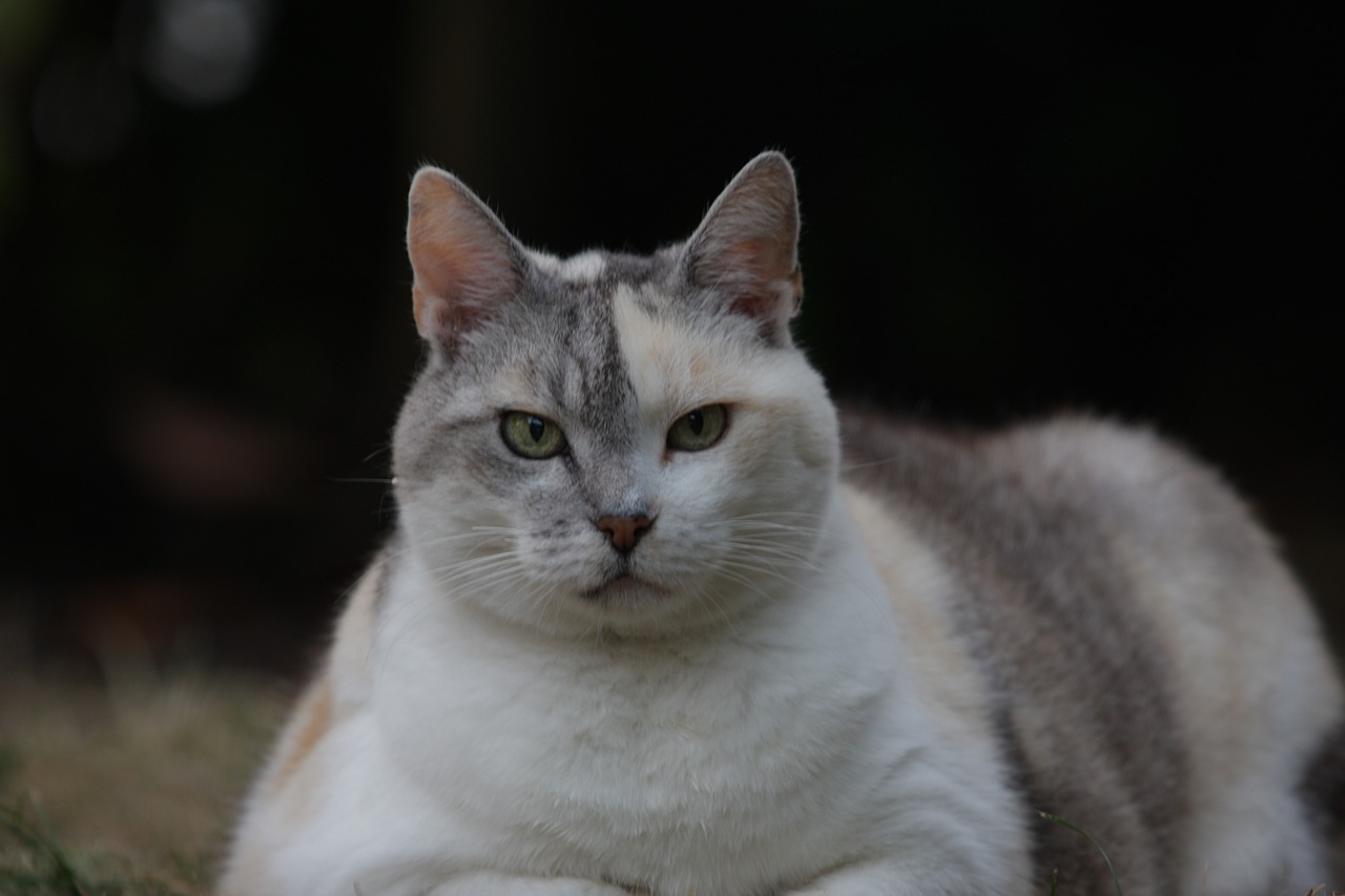 cat-1662447_1280