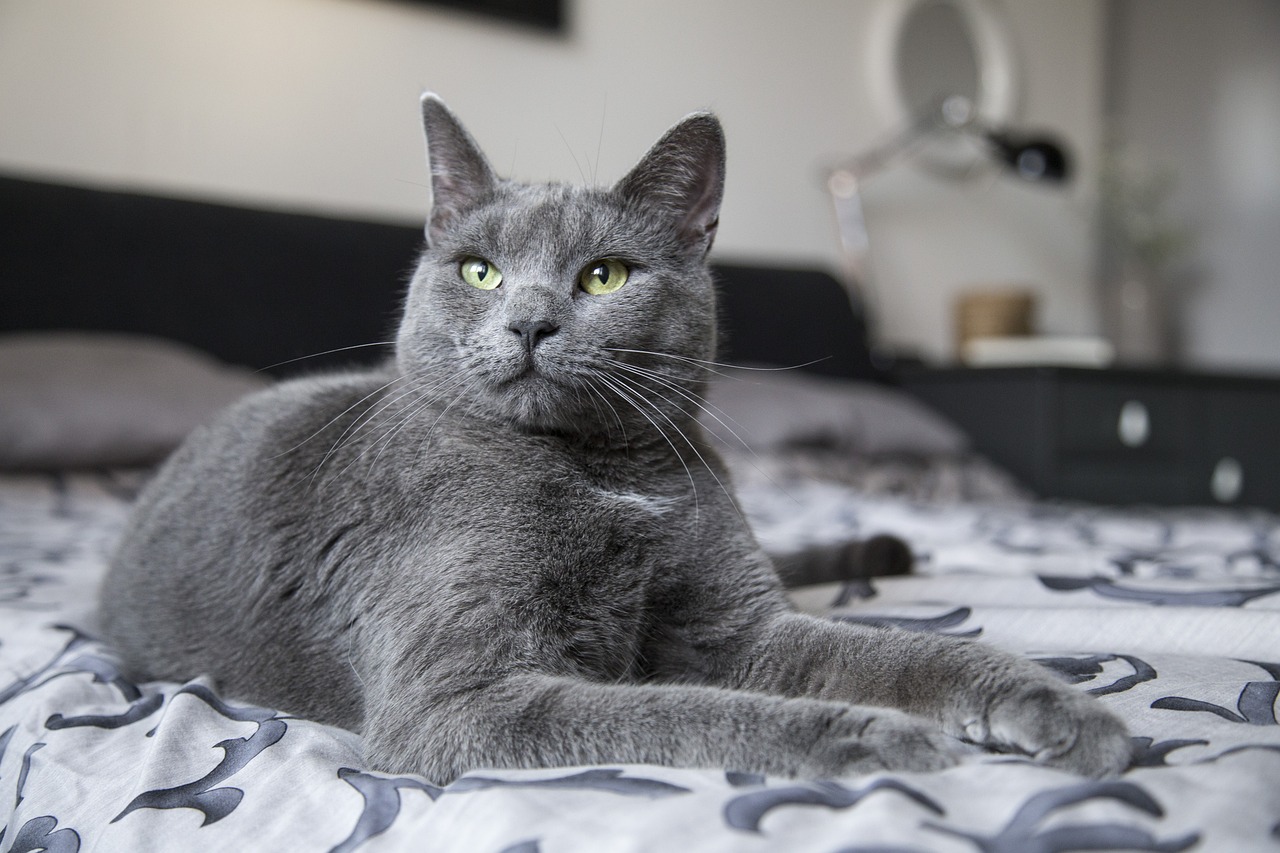 cat-2082920_1280