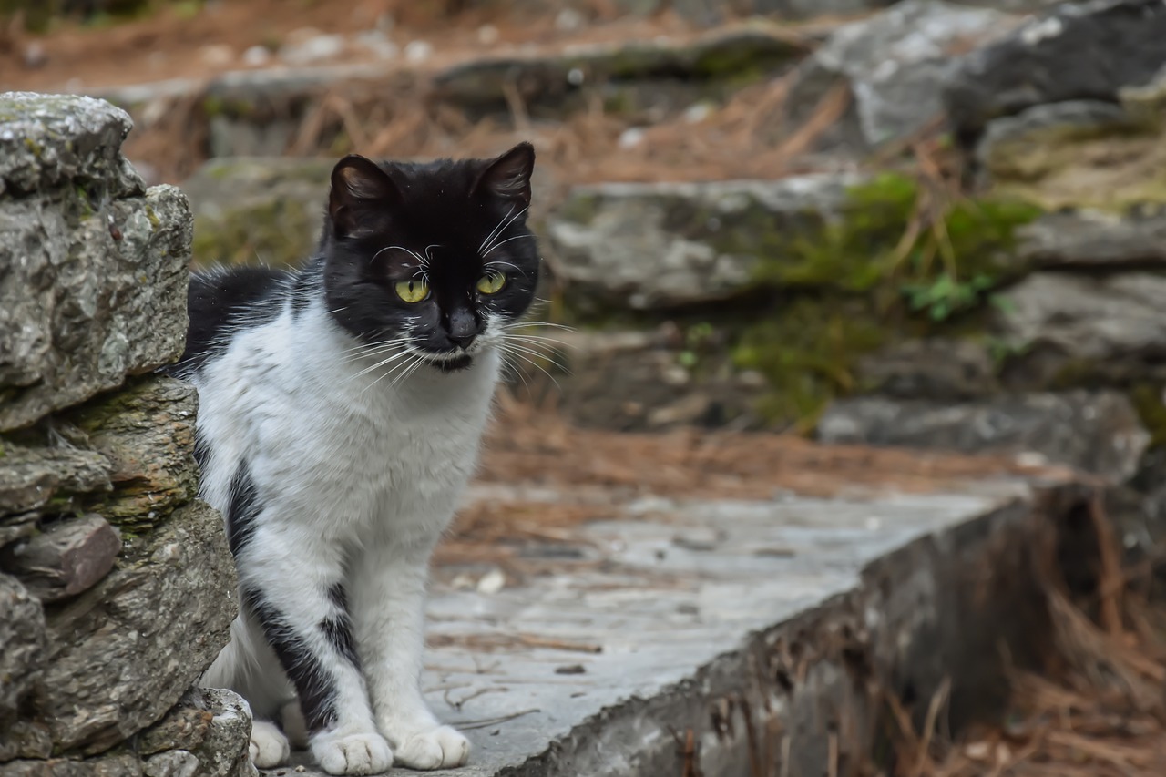cat-2103498_1280