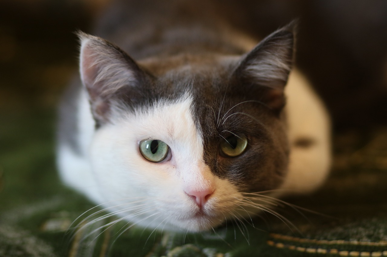 cat-2367564_1280