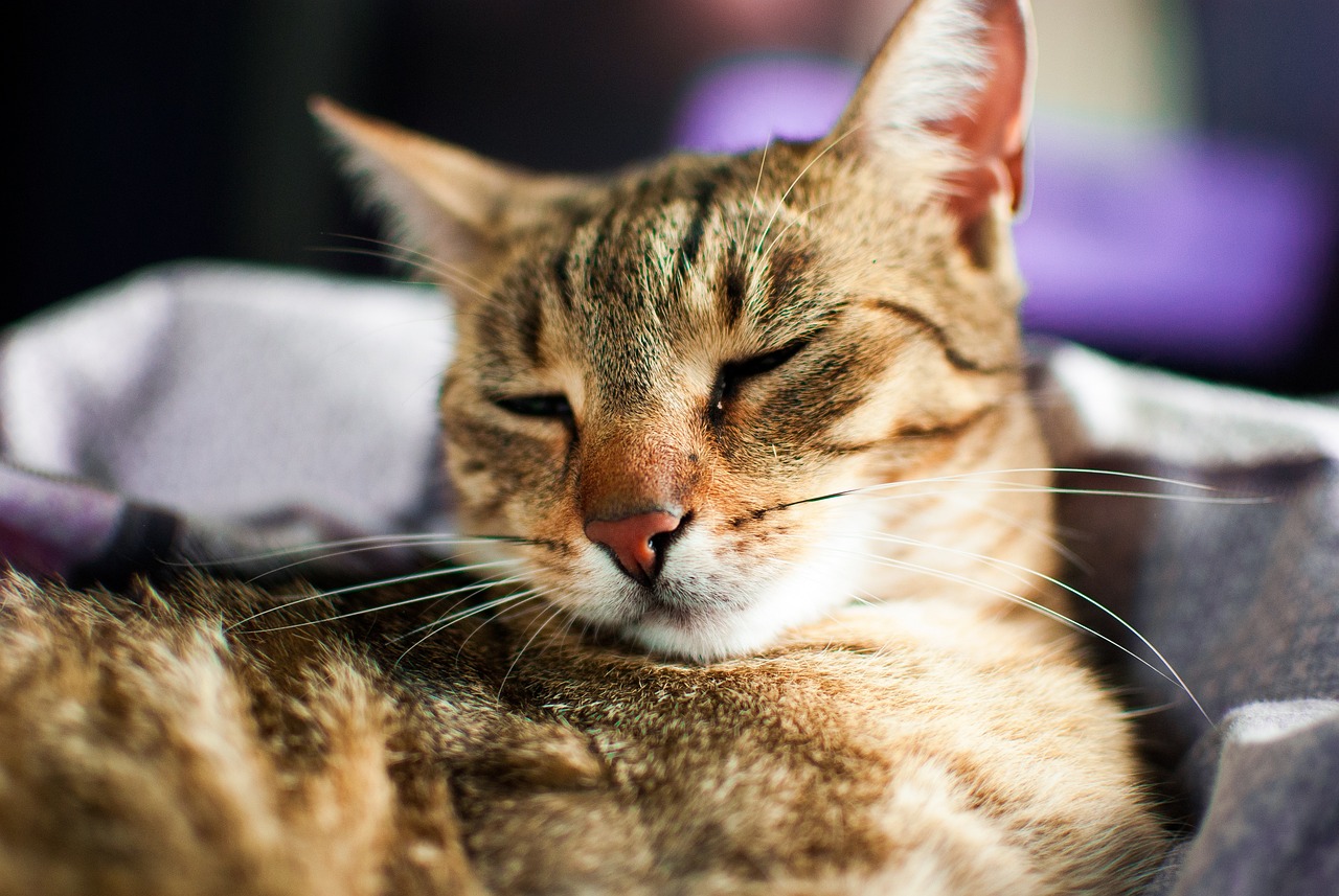 cat-2471505_1280