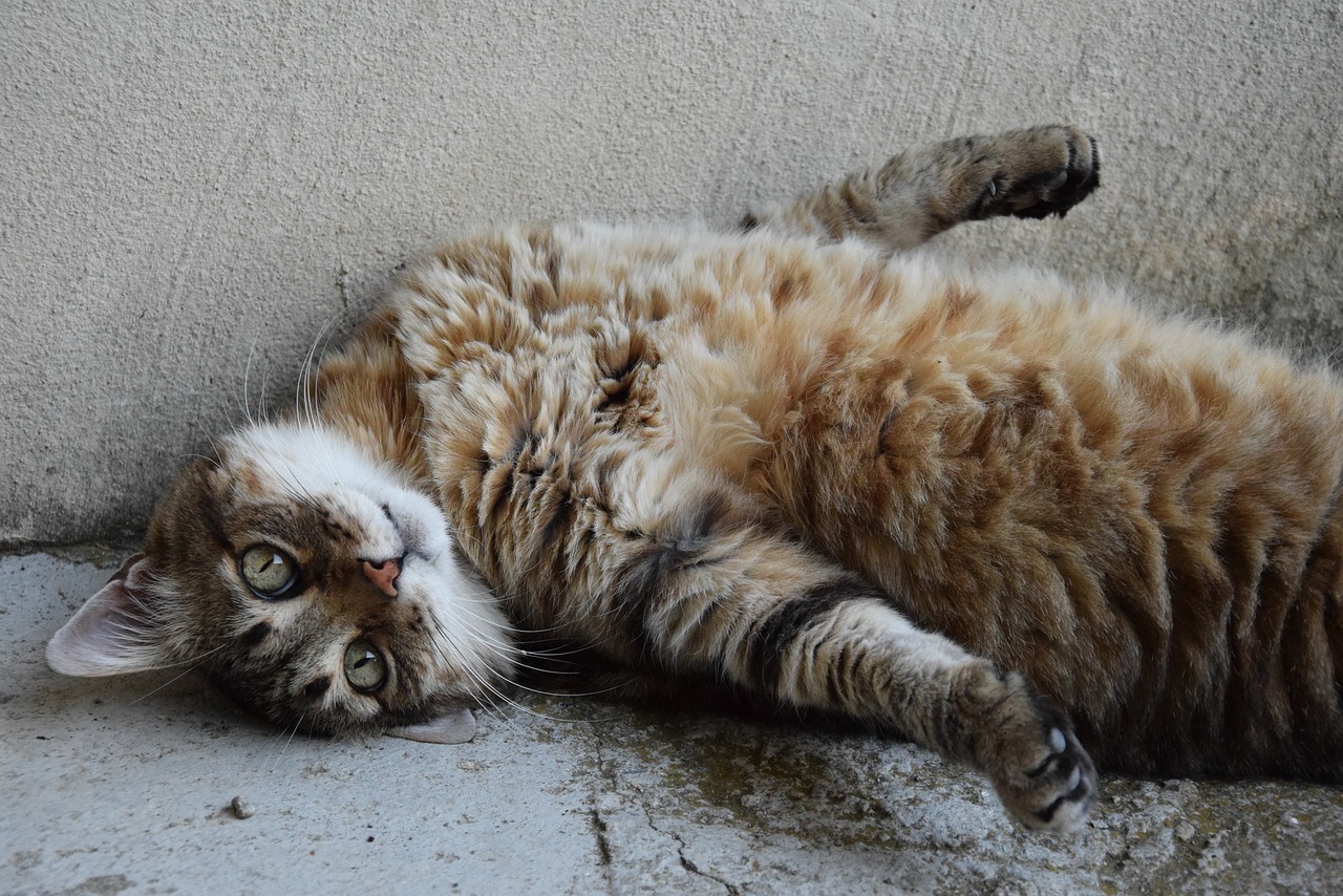 cat-2670270_1280