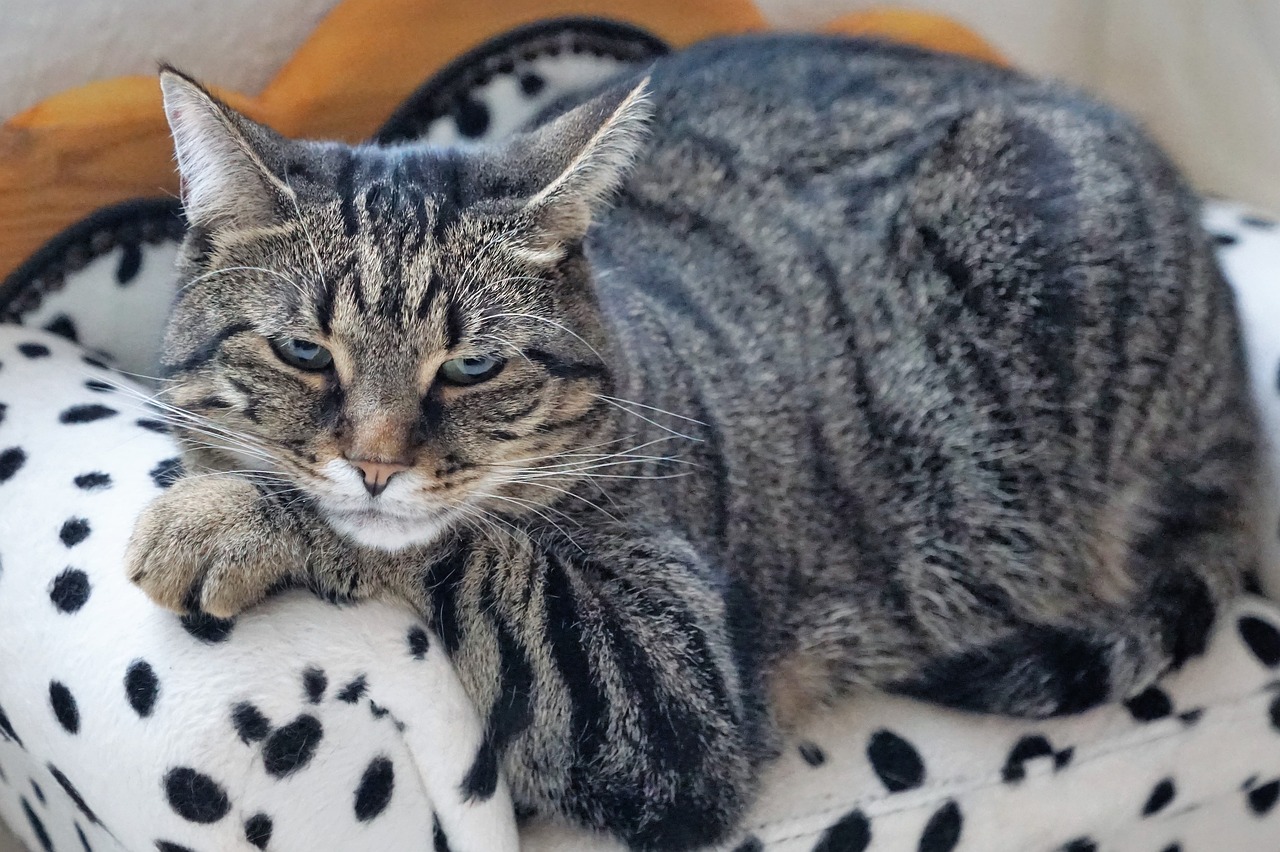 cat-3021725_1280