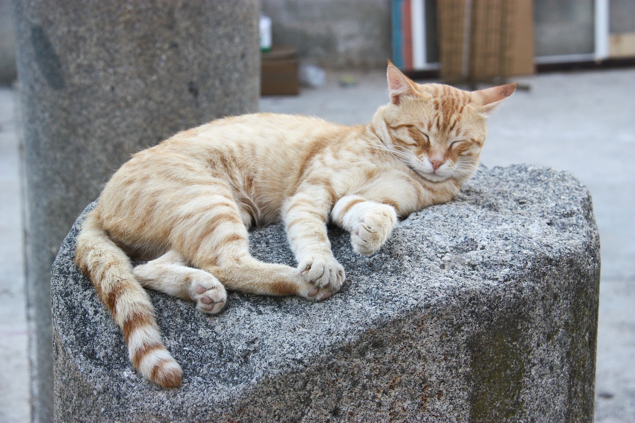 cat-3394255_1280