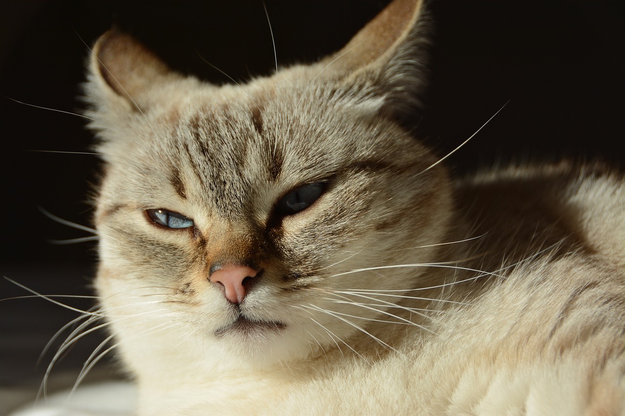 cat-3958832_1280