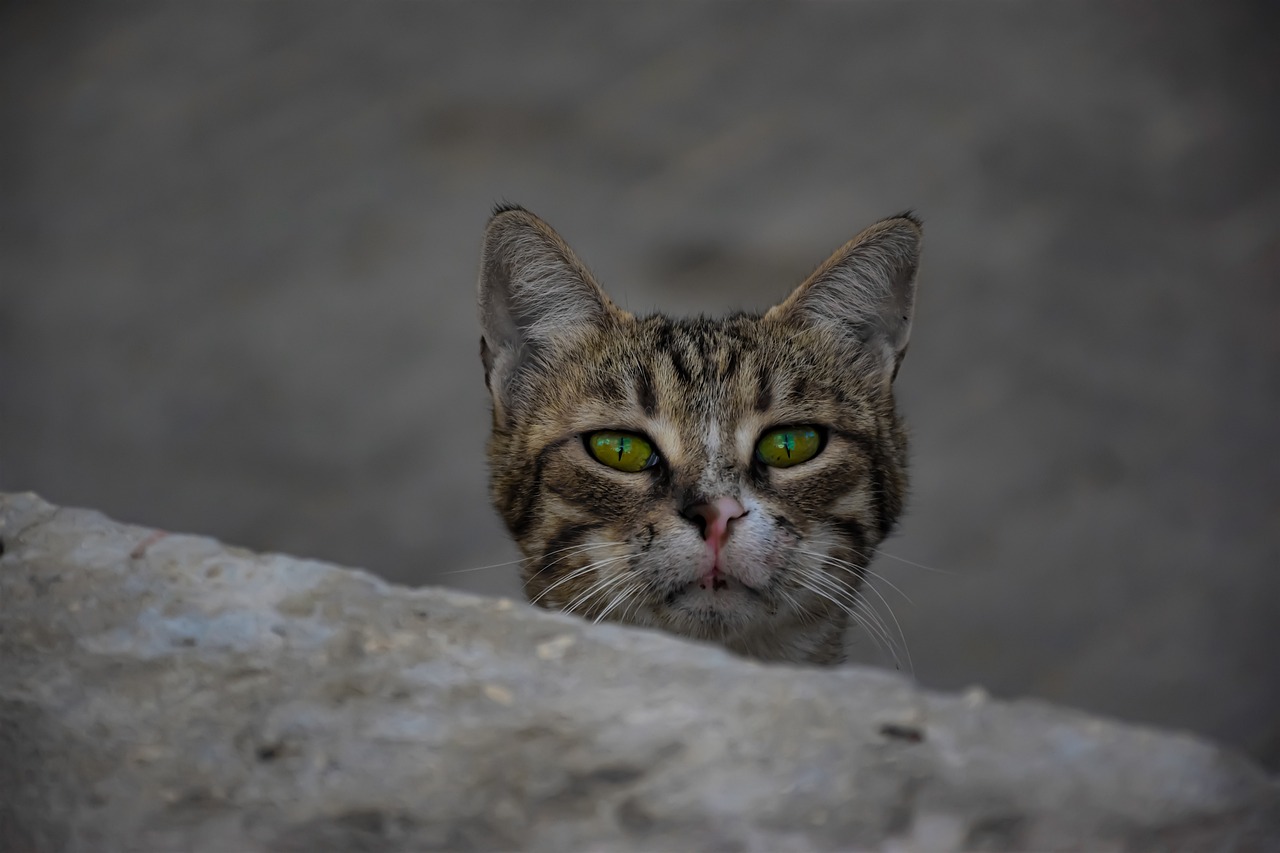 cat-4531721_1280