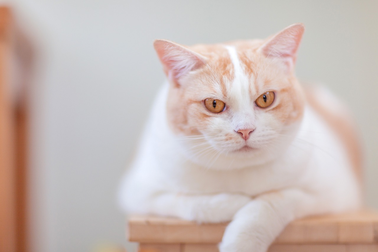 cat-4553554_1280